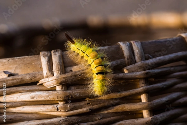Obraz yellow butterfly caterpillar