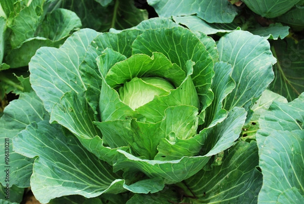 Obraz Cabbages growing in the field