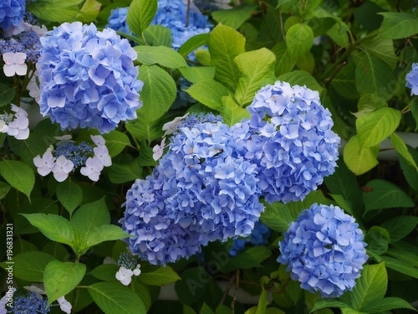 Fototapeta 紫陽花