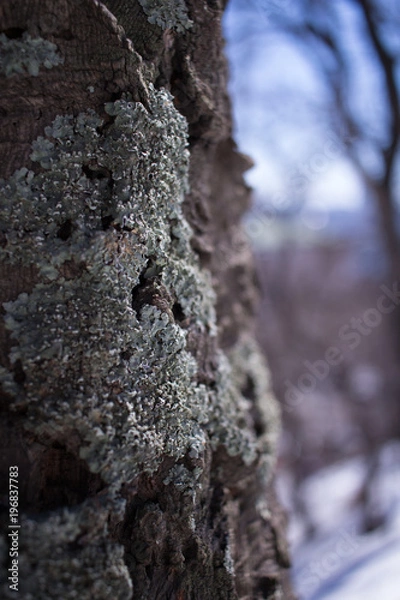 Obraz mossy winter tree