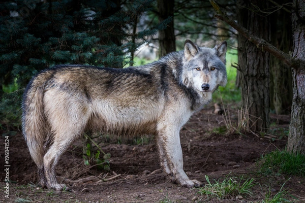 Obraz Wolf In Woodland