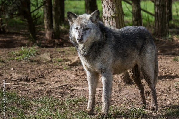 Obraz Wolf In Woodland
