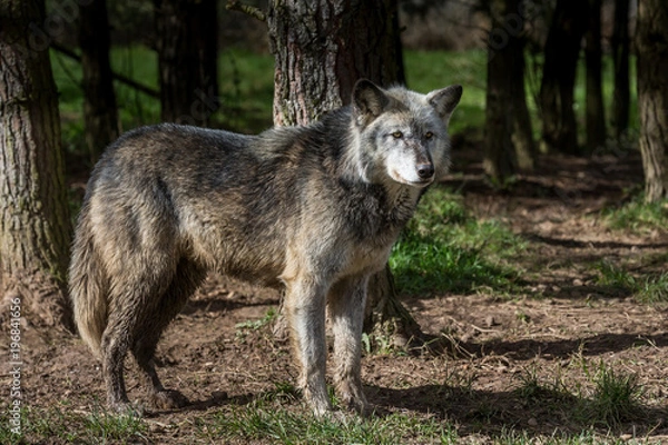 Obraz Wolf In Woodland