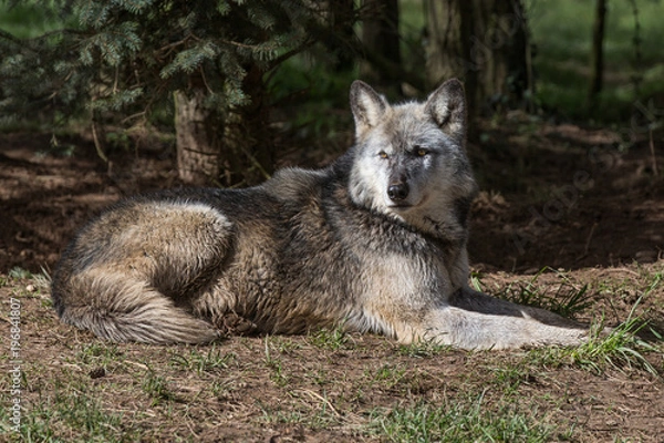 Obraz Wolf In Woodland