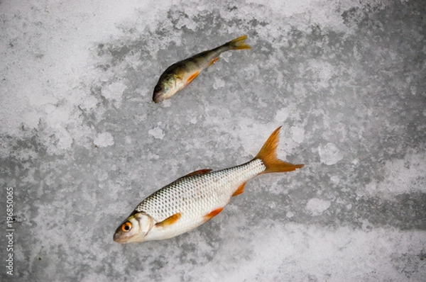 Obraz Winter fishing