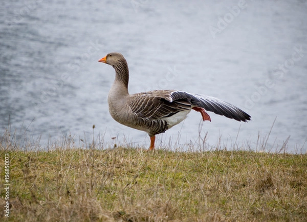 Obraz Morning work-out