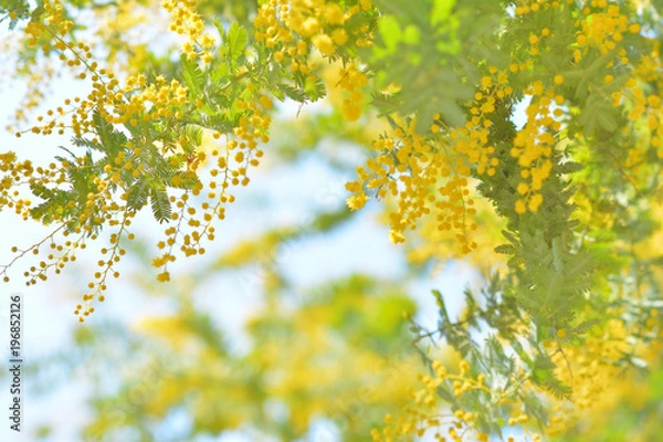 Obraz ミモザの花


