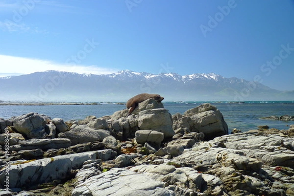 Fototapeta A seal basks at the sun in front of Pacific ocean. Kaikoura, South Island, New Zealand with southern alps