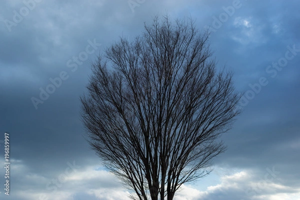 Fototapeta 冬の木立２