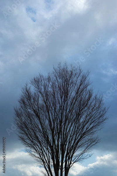 Fototapeta 冬の木立１