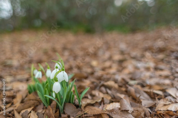 Fototapeta snowdrop