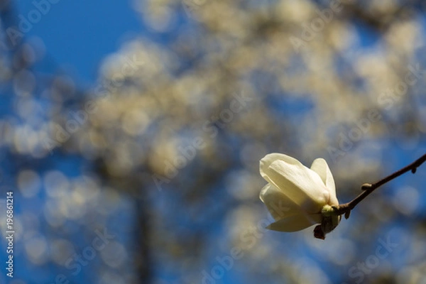 Fototapeta 白い花