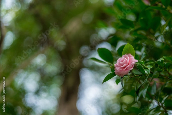 Fototapeta ひっそり咲く花３