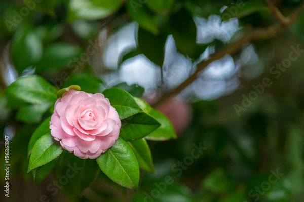 Fototapeta ひっそり咲く花２