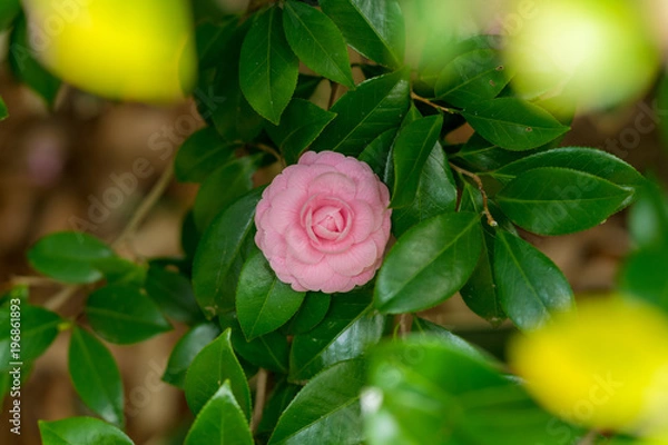 Fototapeta ひっそり咲く花