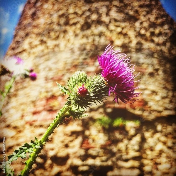 Obraz Distel vor Zitadelle