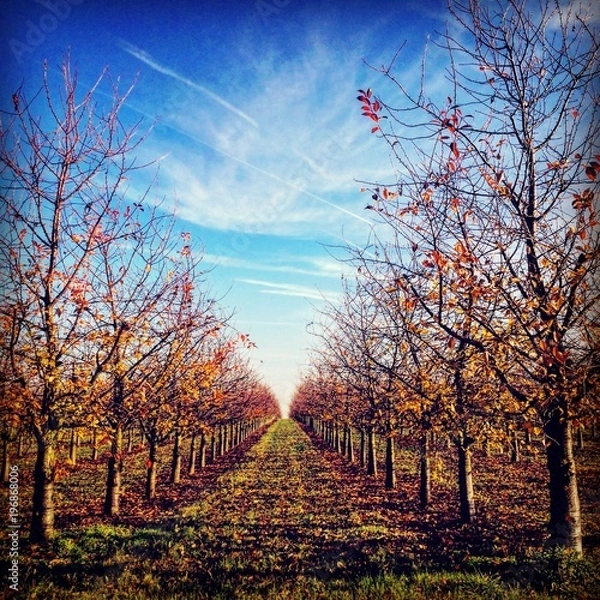 Obraz Apfelbäume im Herbst