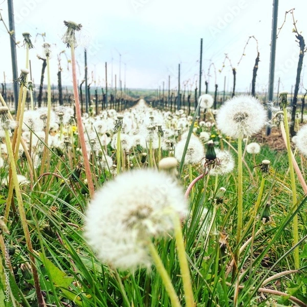 Obraz Löwenzahn im Weinberg