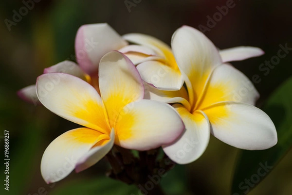 Obraz Frangipane de Guadeloupe