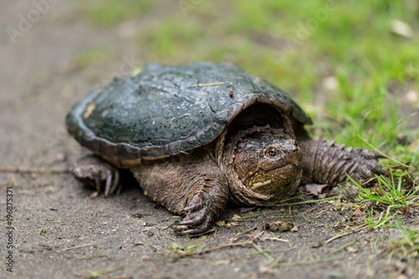 Fototapeta Snapping Turtle on a hiking path on Long Island Gardeners park 