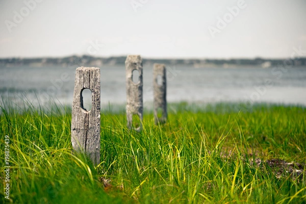 Fototapeta Fence posts in a tall green grass by the water on a bay