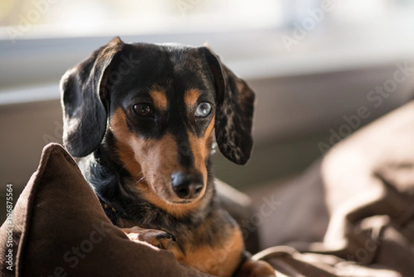 Obraz Dachshund 