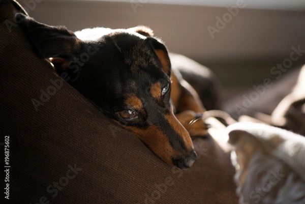 Fototapeta Relaxing dog