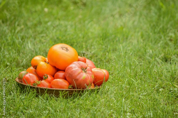 Obraz big red tematos