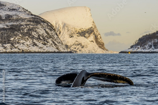 Fototapeta humpback whale near tromso