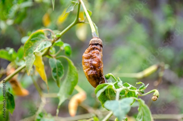 Obraz chili rot on tree chili 