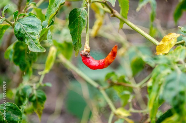 Obraz chili rot on tree chili 