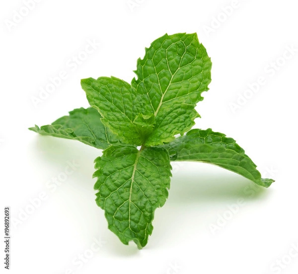Fototapeta mint leaf isolated on a white background.