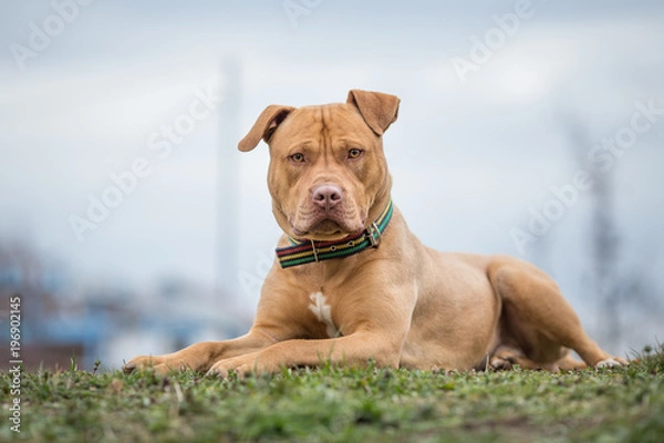 Fototapeta Żółty pies Pit Bull terrier leżąc na trawie