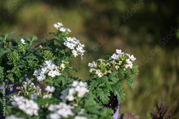 Obraz Little White Wildflowers and Green Leaves in a Garden