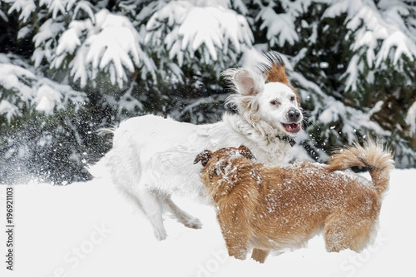 Fototapeta Two dogs playing  in winter
