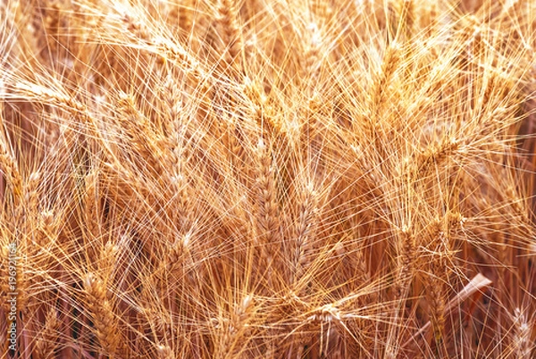 Fototapeta Ears of golden wheat closeup. Wheat field
