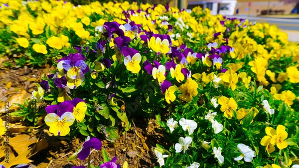 Obraz Flower Garden 010