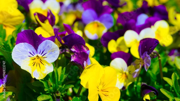 Obraz Flower Garden 006