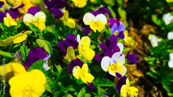 Obraz Flower Garden 003