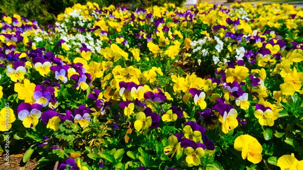 Obraz Flower Garden 002