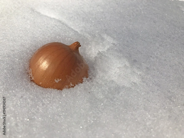 Obraz Onion on the snow winter