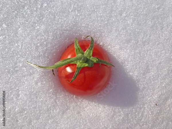 Obraz tomato on the snow