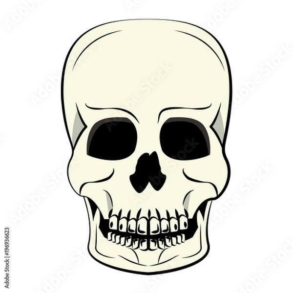 Obraz Human skull cartoon vector illustration graphic design