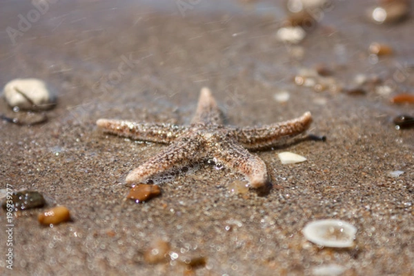 Fototapeta Starfish (species Asterias rubens) with shingle, view close-up on a coastal sea sand after the tide. The Bay of Biscay, Atlantic coast of France.