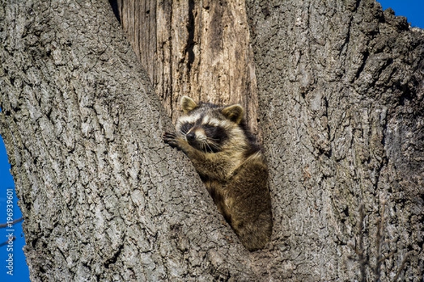 Obraz Raccoon in Hollow Tree