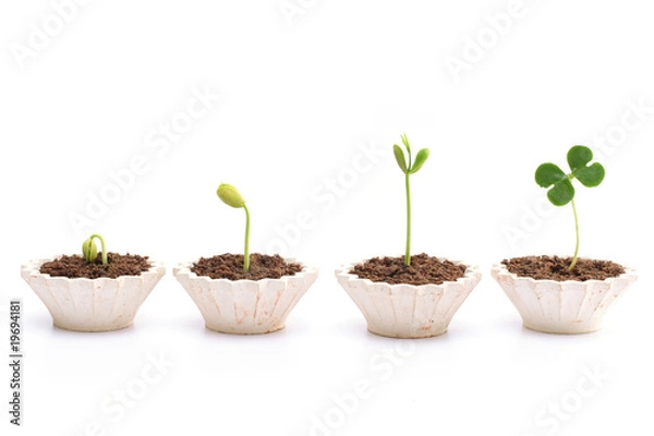 Obraz Plant stages-Growth