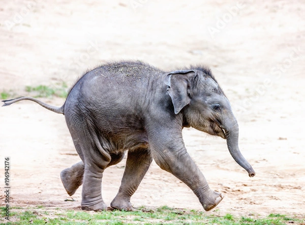 Obraz Running elephant calf