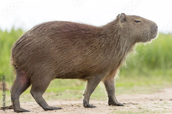 Obraz Capybara (Hydrochaeris hydrochaeris)