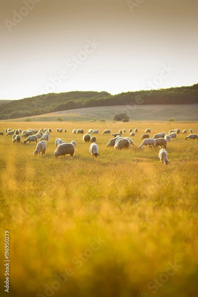 Obraz Herd of sheep on a meadow in the sunset light near Altringen, Timis county, Romania