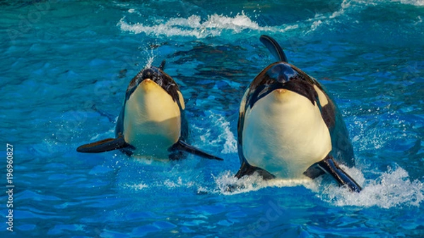 Obraz Killer Whales in water